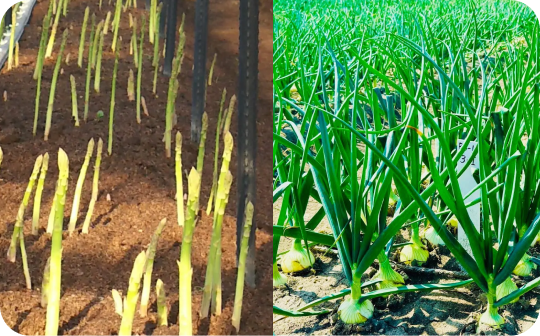 野菜について